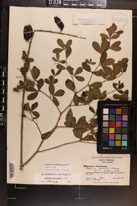 Baptisia alba image