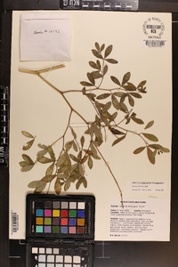 Baptisia albescens image