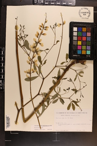 Baptisia albescens image