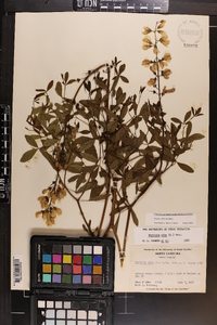 Baptisia albescens image