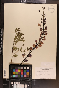 Baptisia australis image