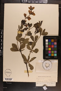 Baptisia australis image