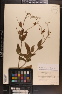 Desmodium glabellum image