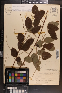 Desmodium perplexum image