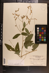 Desmodium perplexum image