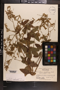 Desmodium perplexum image