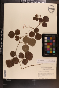 Desmodium rotundifolium image