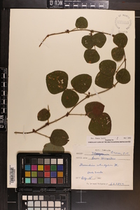 Desmodium rotundifolium image