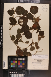 Desmodium rotundifolium image