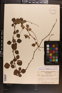 Desmodium rotundifolium image