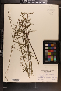 Desmodium strictum image