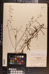 Desmodium strictum image