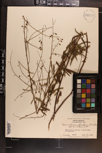 Desmodium strictum image