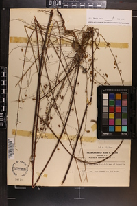 Desmodium strictum image