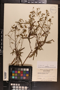 Desmodium strictum image