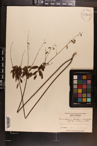 Desmodium strictum image