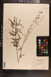 Desmodium strictum image