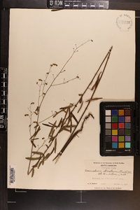 Desmodium strictum image