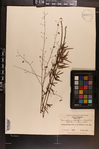 Desmodium strictum image