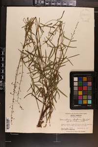 Desmodium strictum image