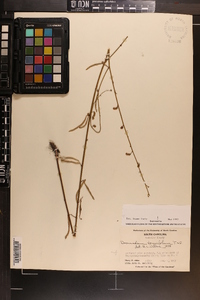 Desmodium tenuifolium image