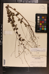 Desmodium marilandicum image