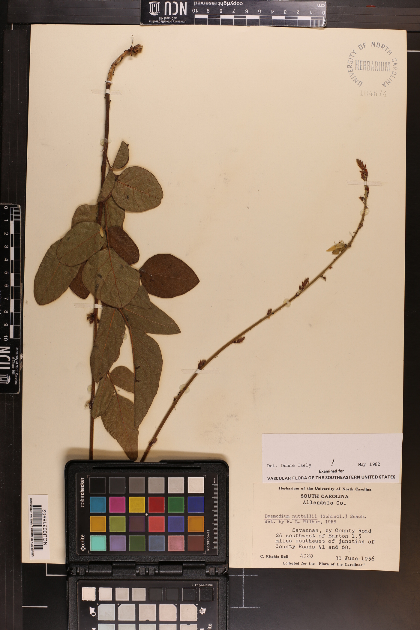 Desmodium nuttallii image