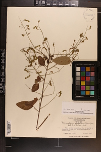 Desmodium glabellum image