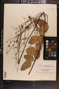 Desmodium glabellum image