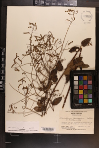 Desmodium laevigatum image