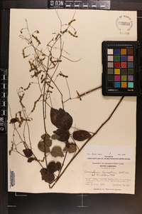 Desmodium laevigatum image