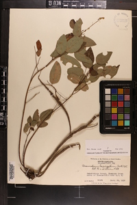 Desmodium laevigatum image