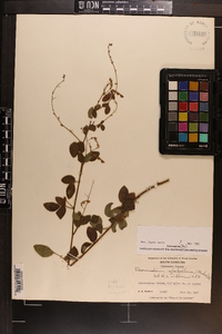 Desmodium laevigatum image