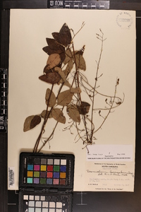 Desmodium laevigatum image