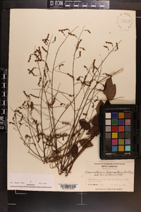 Desmodium laevigatum image