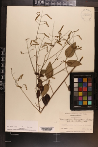 Desmodium laevigatum image