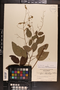 Desmodium laevigatum image