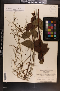 Desmodium laevigatum image