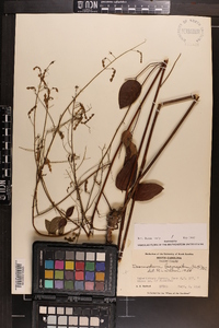 Desmodium laevigatum image