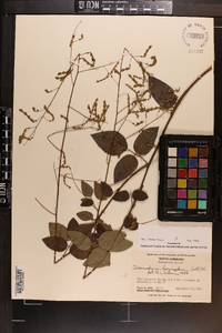 Desmodium laevigatum image