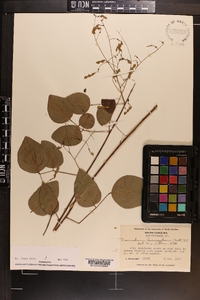 Desmodium laevigatum image