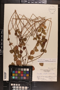 Desmodium lineatum image