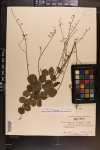 Desmodium lineatum image