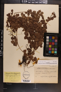 Desmodium lineatum image