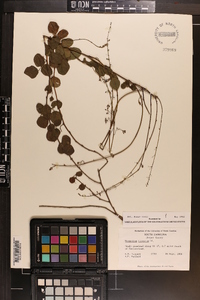 Desmodium lineatum image