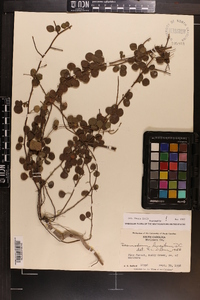 Desmodium lineatum image