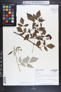 Rubus occidentalis image