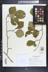 Crataegus calpodendron image