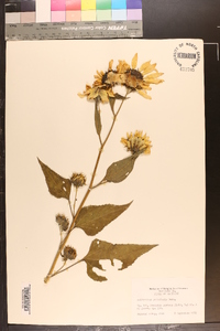 Helianthus petiolaris image
