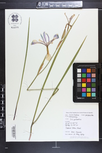 Iris prismatica image